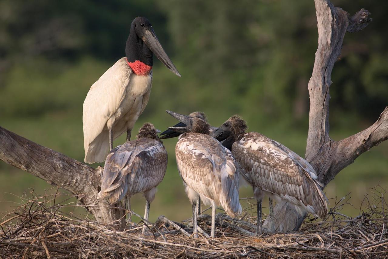 Southwild Pantanal Lodge Pixaim Εξωτερικό φωτογραφία
