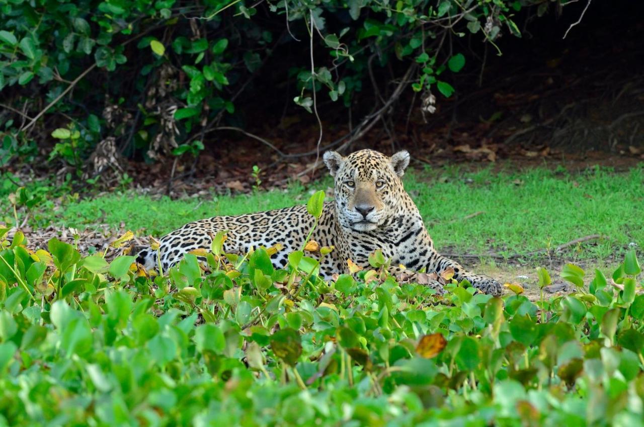Southwild Pantanal Lodge Pixaim Εξωτερικό φωτογραφία