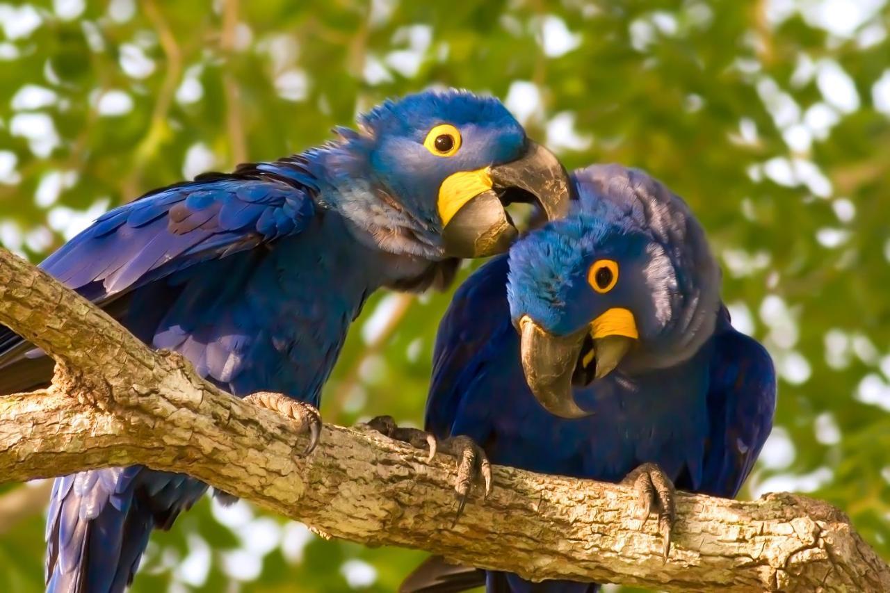 Southwild Pantanal Lodge Pixaim Εξωτερικό φωτογραφία