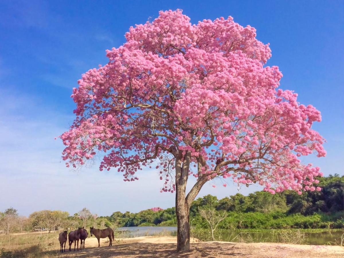 Southwild Pantanal Lodge Pixaim Εξωτερικό φωτογραφία