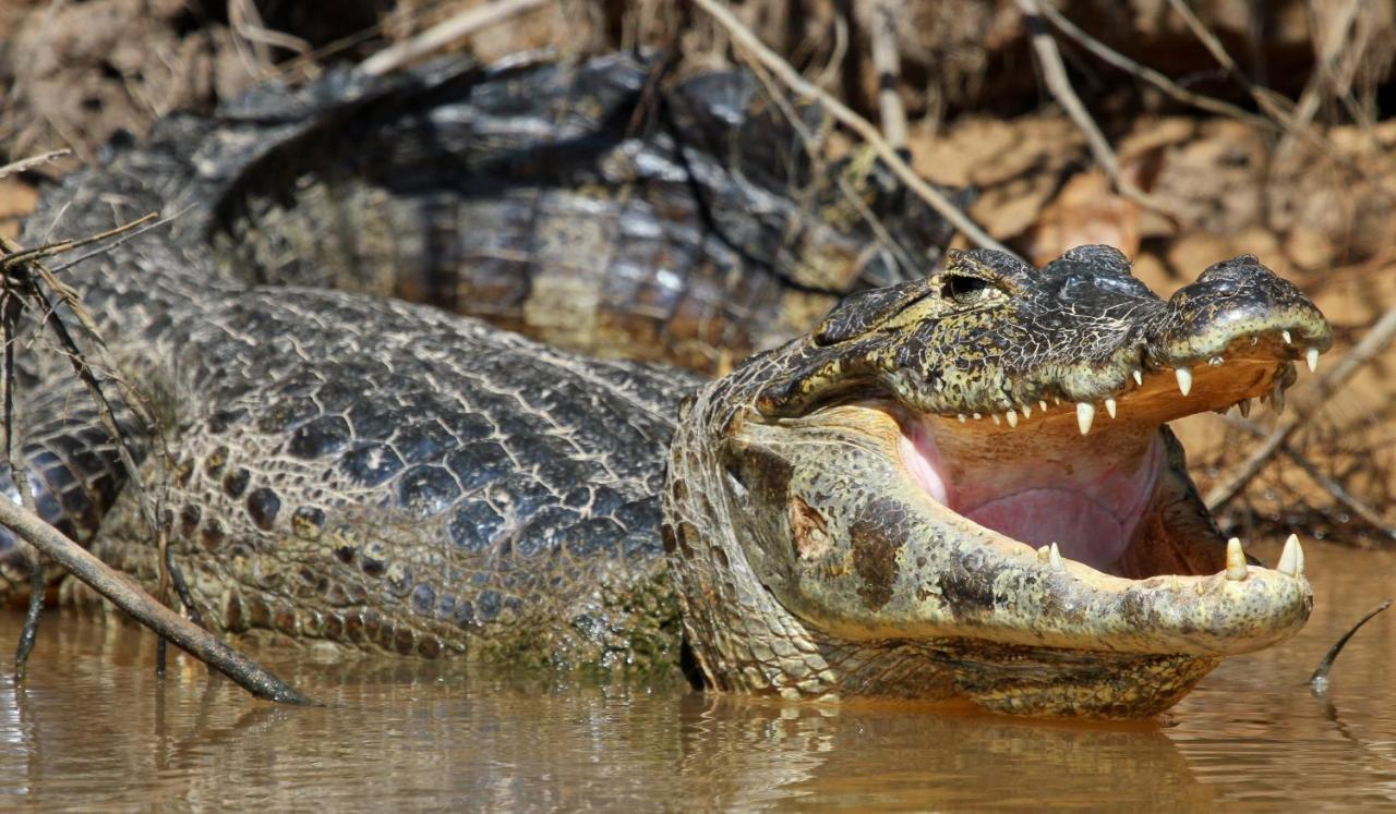 Southwild Pantanal Lodge Pixaim Εξωτερικό φωτογραφία