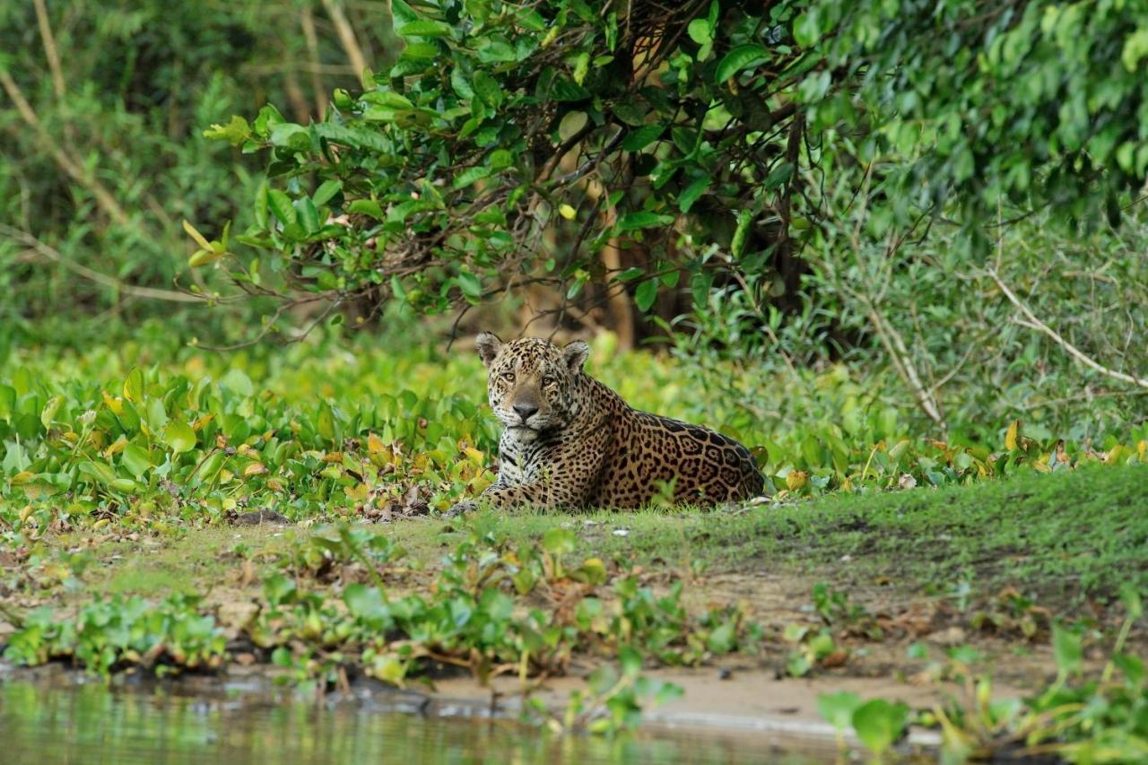 Southwild Pantanal Lodge Pixaim Εξωτερικό φωτογραφία
