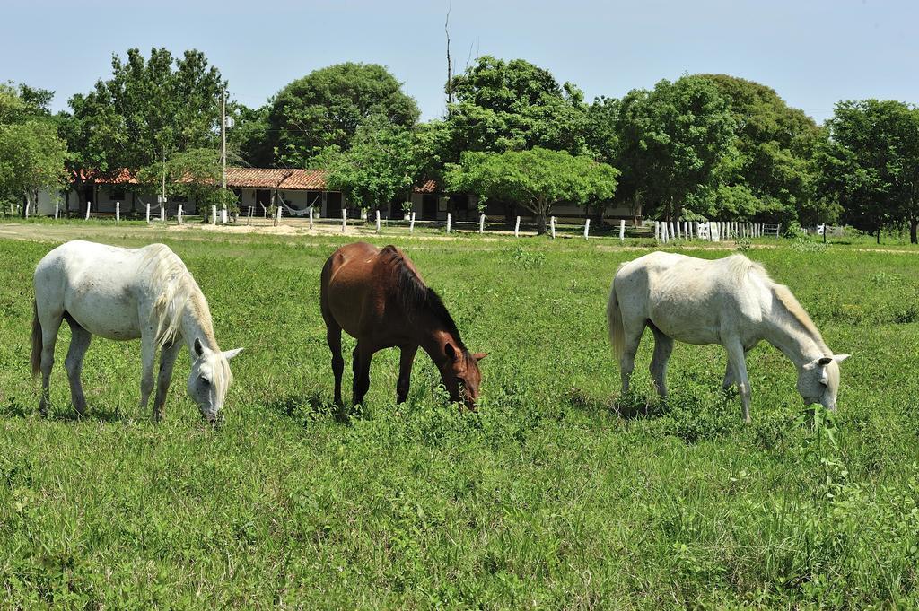 Southwild Pantanal Lodge Pixaim Εξωτερικό φωτογραφία