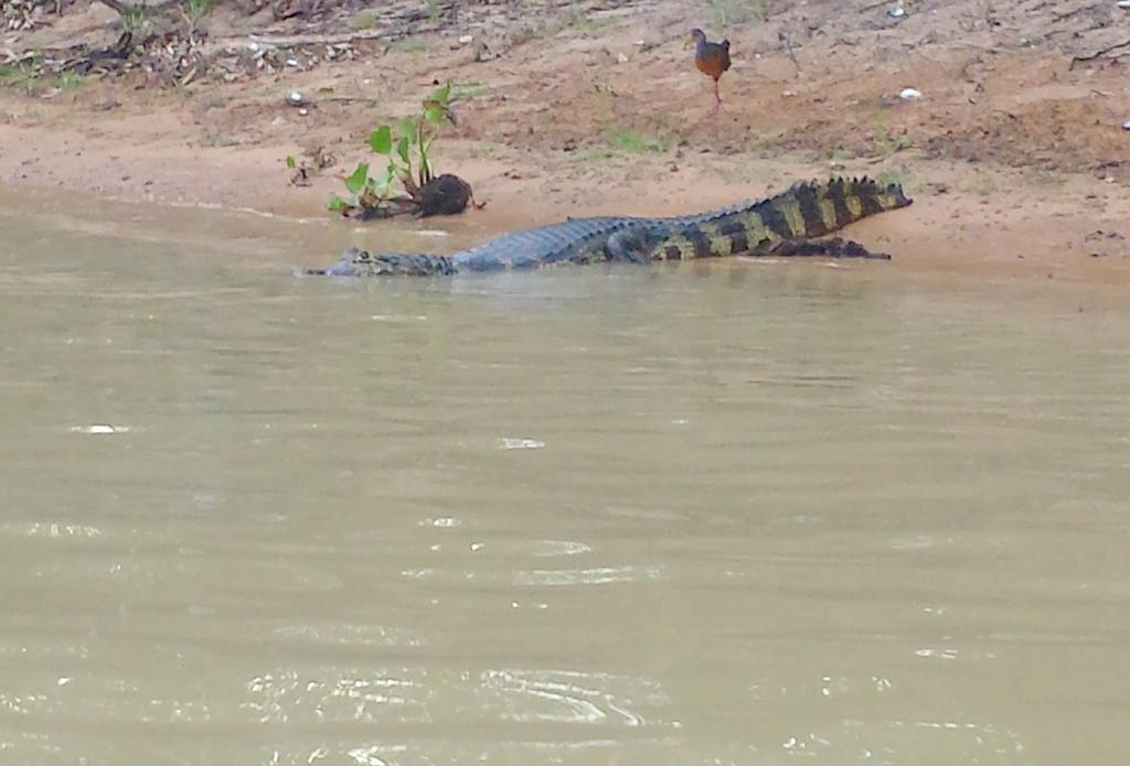 Southwild Pantanal Lodge Pixaim Εξωτερικό φωτογραφία