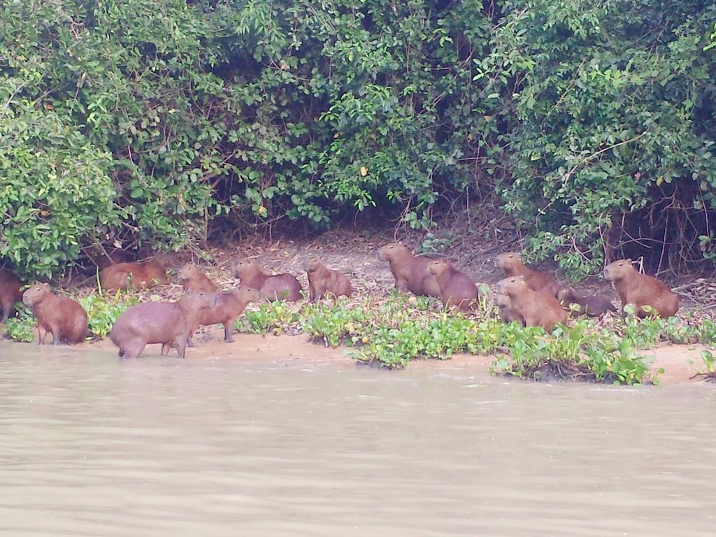Southwild Pantanal Lodge Pixaim Εξωτερικό φωτογραφία